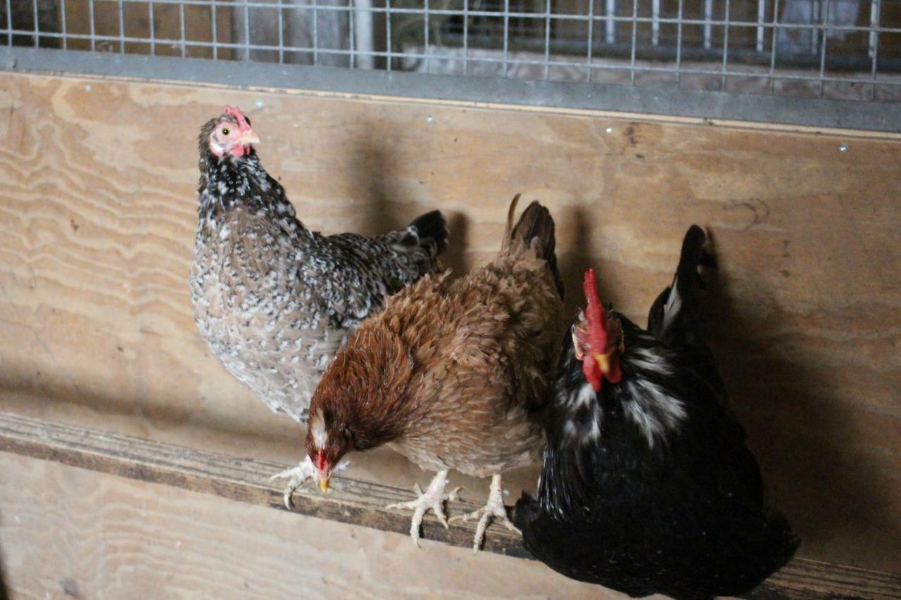 Ferienwohnung Am Bauernhof Zechner Heidi Flattach Εξωτερικό φωτογραφία